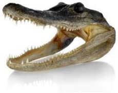 NEWPORT JERKY COMPANY Genuine Taxidermy American Alligator Head