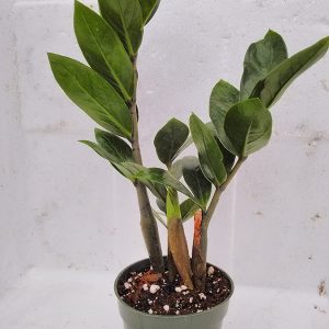 jmbamboo- ZZ Plant – Zamioculcas Zamiifolia – 4” Pot